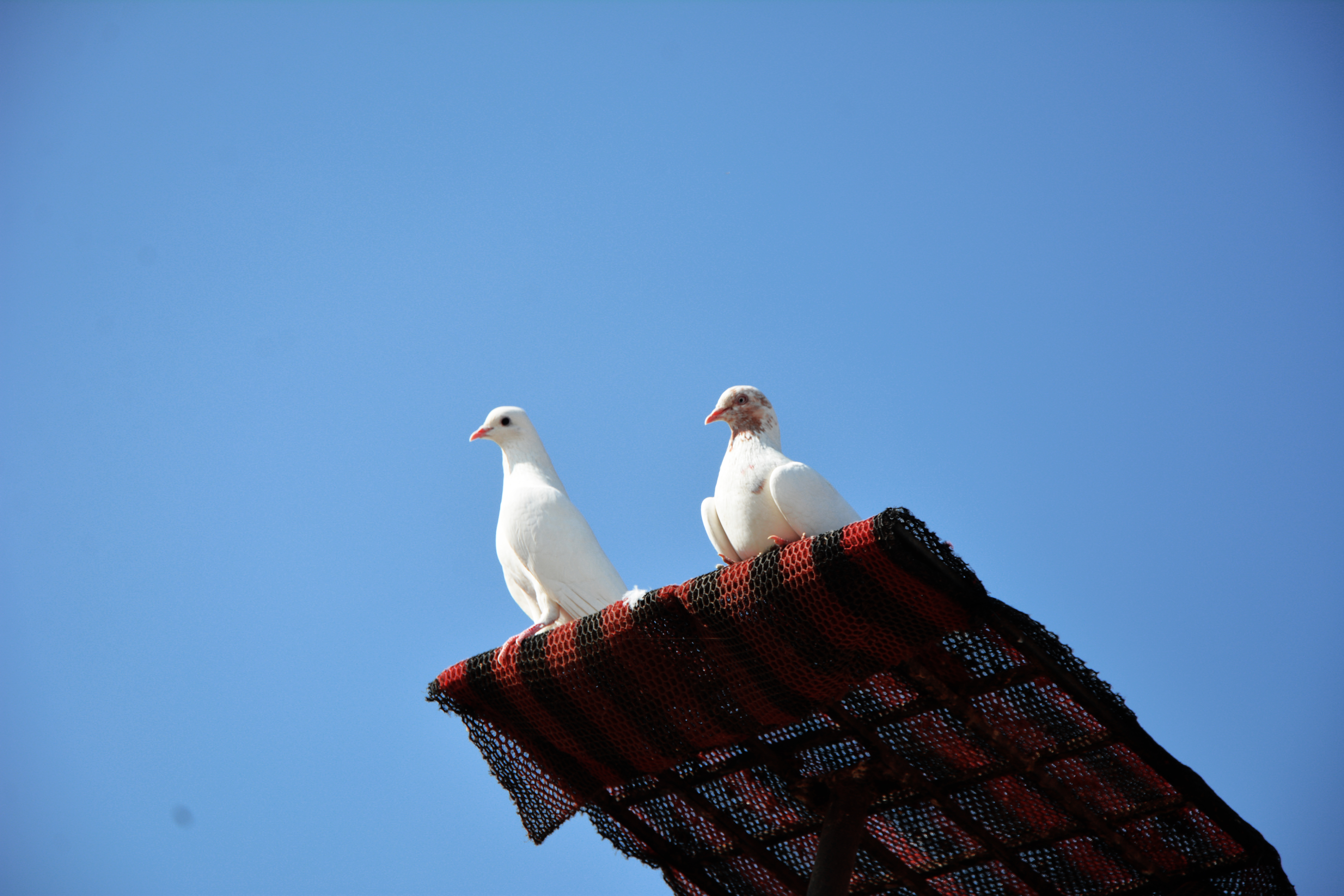 Candid Photography in jaipur